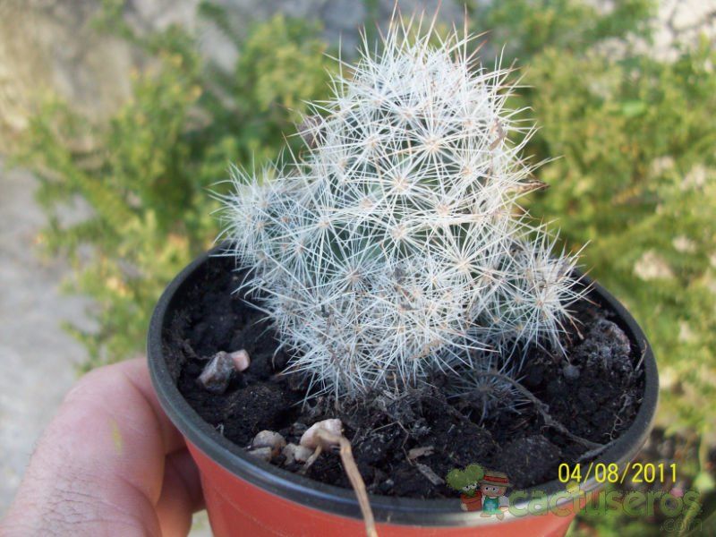 Una foto de Escobaria zilziana