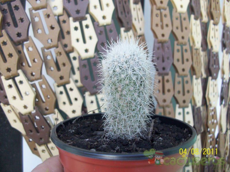 Una foto de Escobaria laredoi