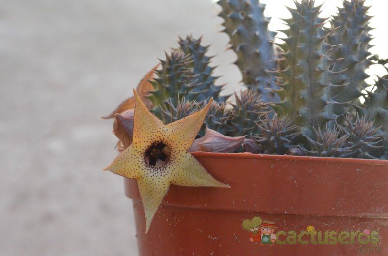 A photo of Huernia pillansii HIBRIDO