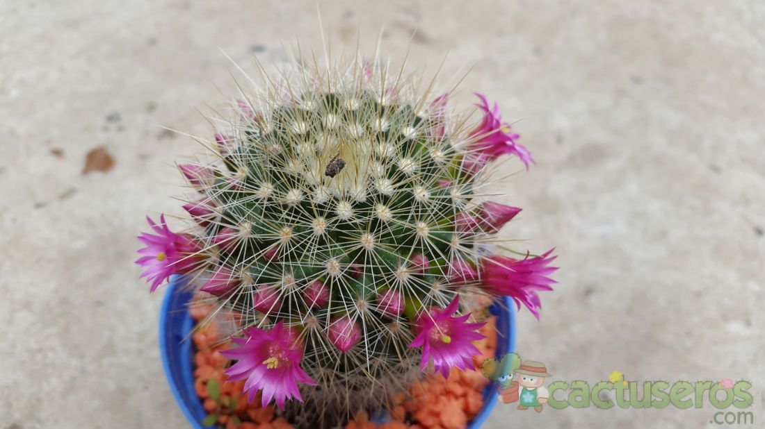 A photo of Mammillaria spinosissima ssp. tepoxtlana