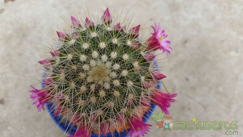 A photo of Mammillaria spinosissima ssp. tepoxtlana