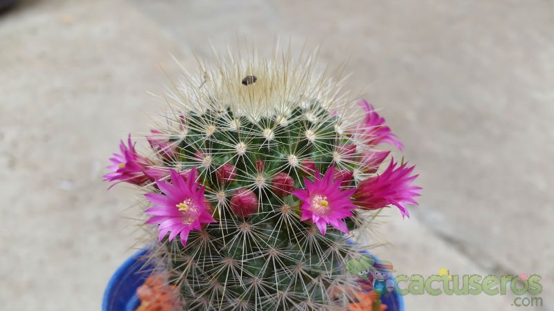A photo of Mammillaria spinosissima ssp. tepoxtlana