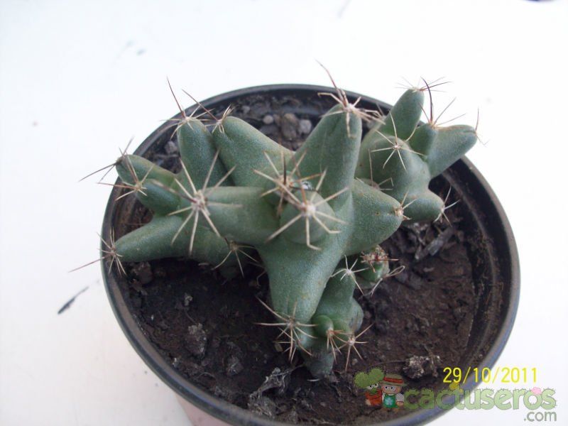 A photo of Coryphantha macromeris subsp. runyonii