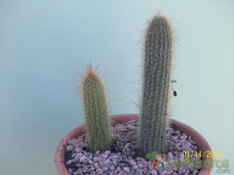 A photo of Cleistocactus hyalacanthus