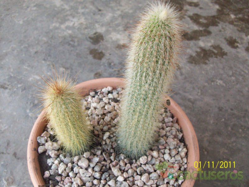 A photo of Cleistocactus hyalacanthus