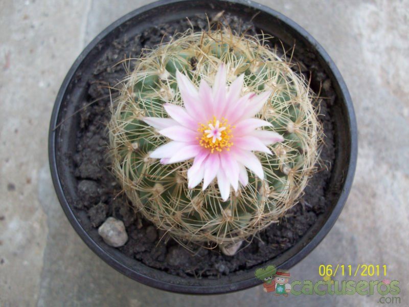 Una foto de Turbinicarpus saueri ssp. knuthianus
