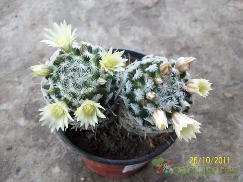 A photo of Mammillaria duwei