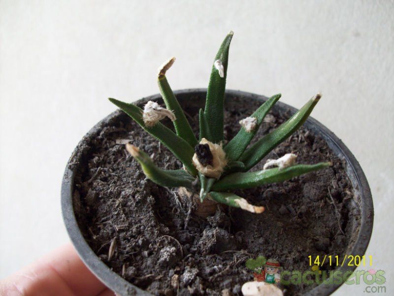 A photo of Ariocarpus agavioides