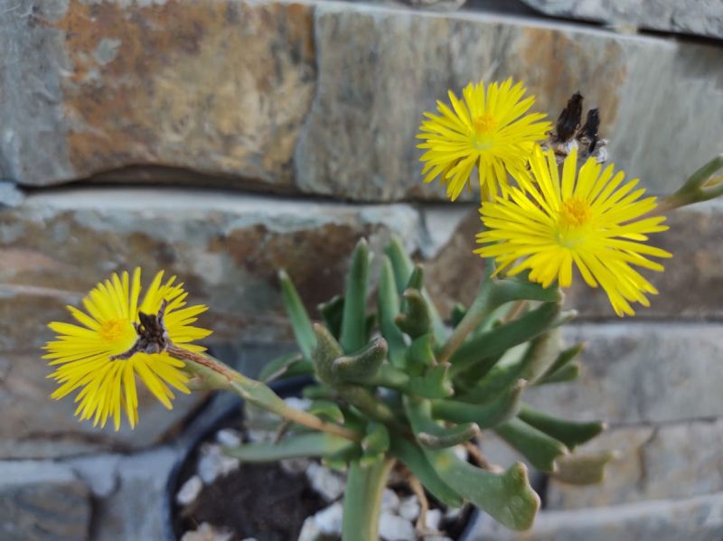 Una foto de Rhombophyllum dolabriforme