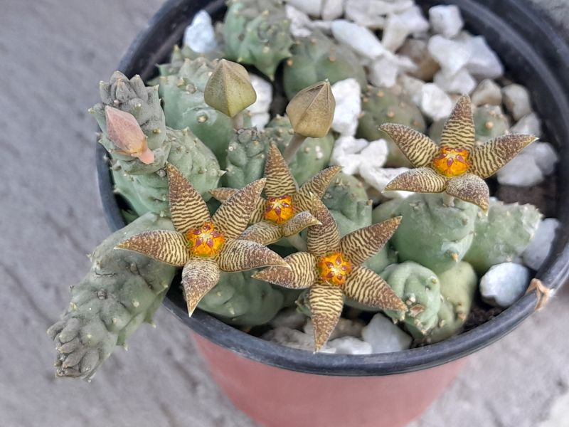 Una foto de Piaranthus geminatus var. foetidus