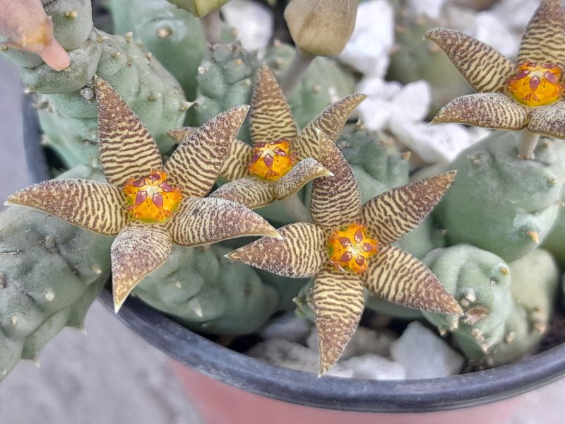 Una foto de Piaranthus geminatus var. foetidus