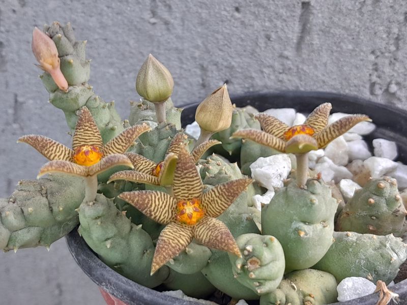 Una foto de Piaranthus geminatus var. foetidus
