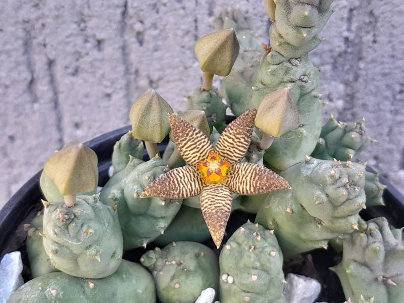 Una foto de Piaranthus geminatus var. foetidus