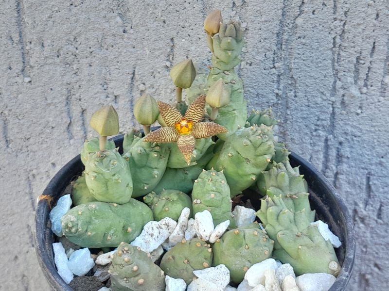 Una foto de Piaranthus geminatus var. foetidus