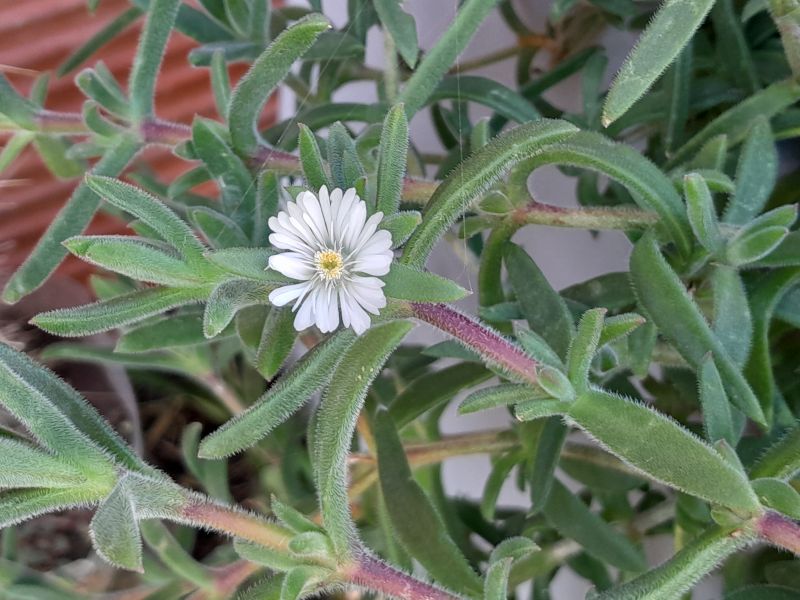 A photo of Delosperma ecklonis  