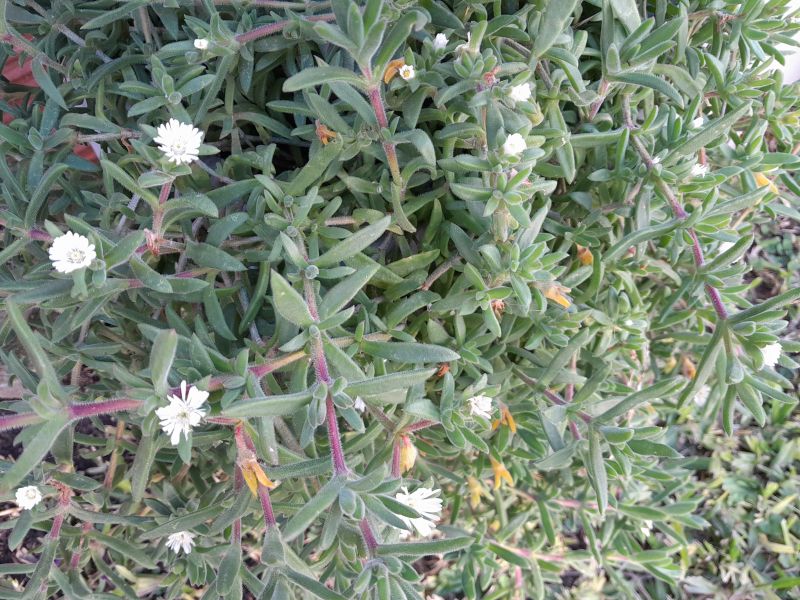 A photo of Delosperma ecklonis  