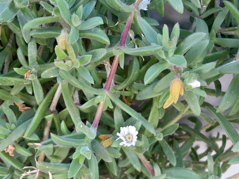 A photo of Delosperma ecklonis  