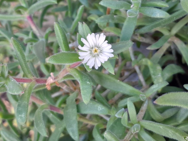 A photo of Delosperma ecklonis  