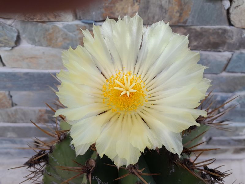 A photo of Astrophytum ornatum