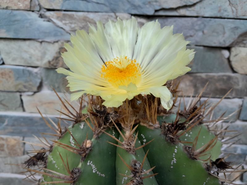 A photo of Astrophytum ornatum