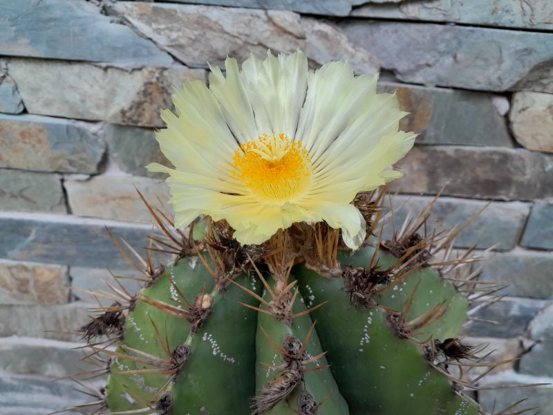 A photo of Astrophytum ornatum