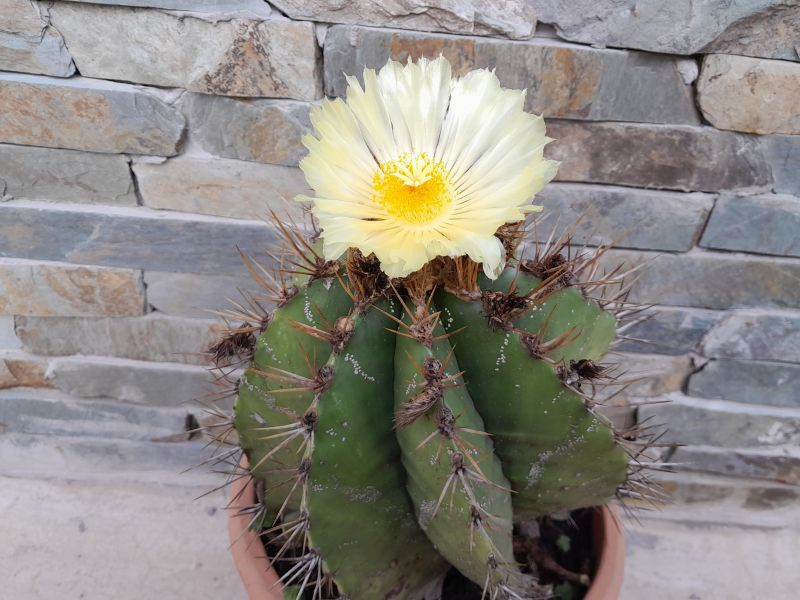 A photo of Astrophytum ornatum