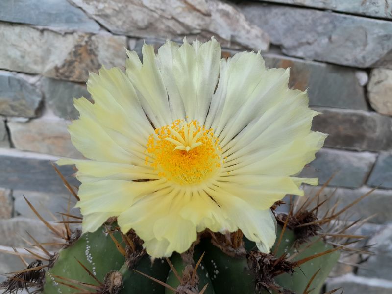 A photo of Astrophytum ornatum