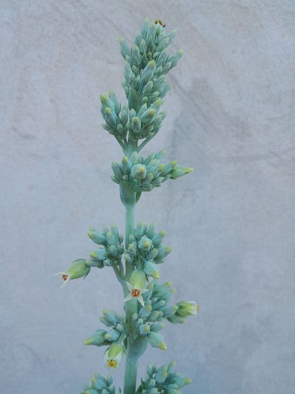 Una foto de Kalanchoe luciae ssp. luciae