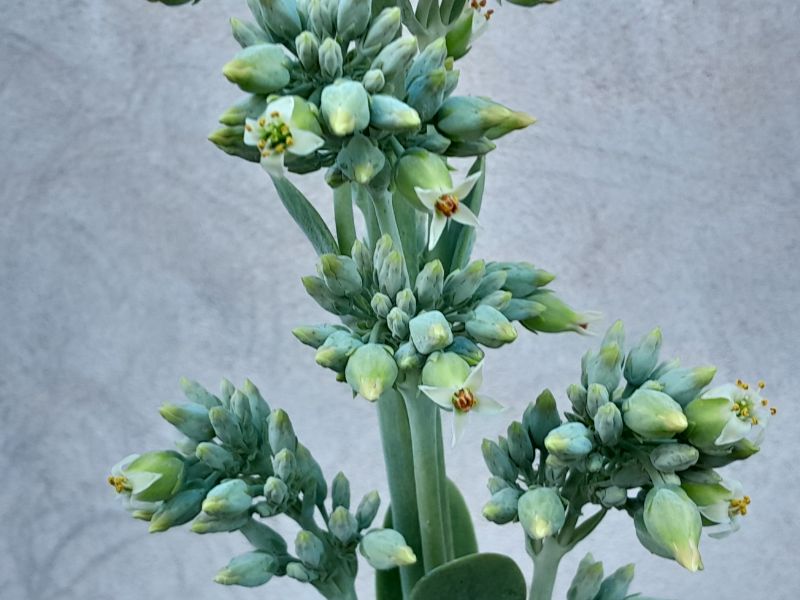 Una foto de Kalanchoe luciae ssp. luciae