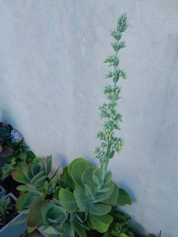 Una foto de Kalanchoe luciae ssp. luciae
