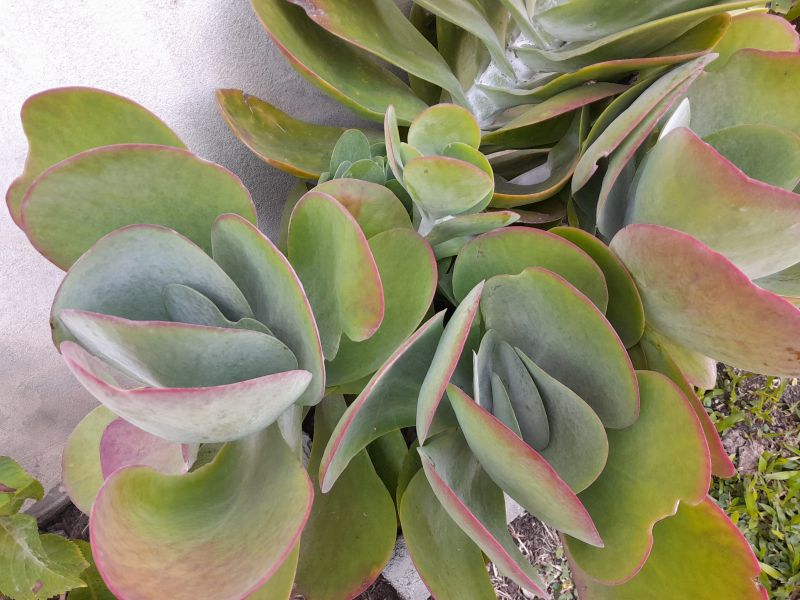 Una foto de Kalanchoe luciae ssp. luciae