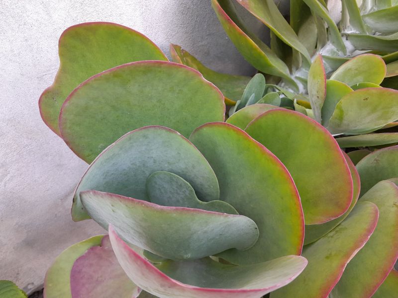 Una foto de Kalanchoe luciae ssp. luciae
