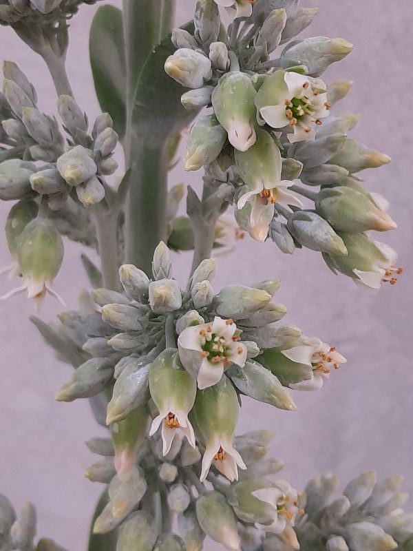 Una foto de Kalanchoe luciae ssp. luciae