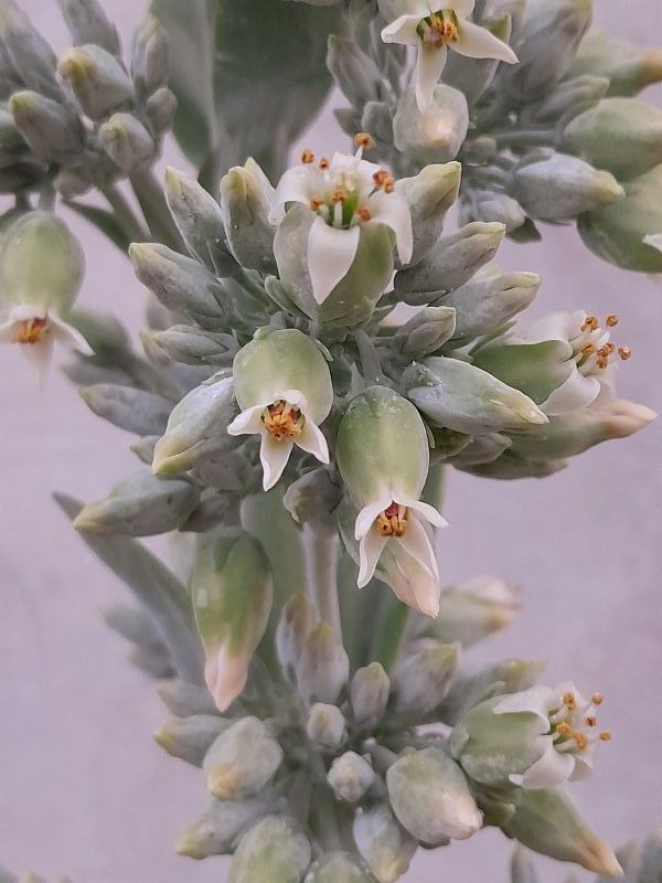 Una foto de Kalanchoe luciae ssp. luciae