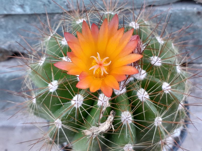 A photo of Parodia horstii