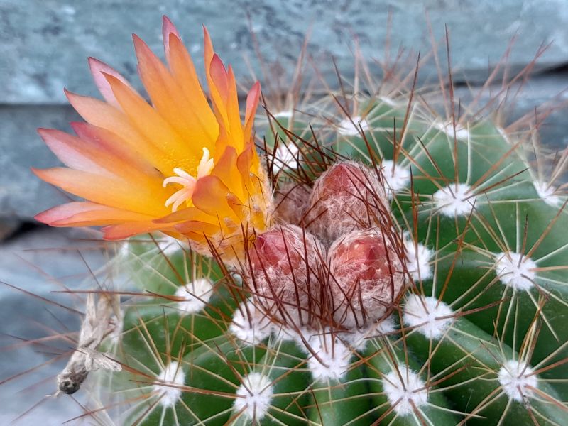 A photo of Parodia horstii
