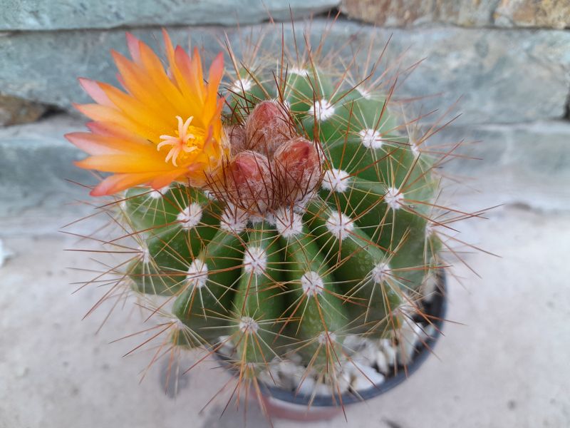 A photo of Parodia horstii