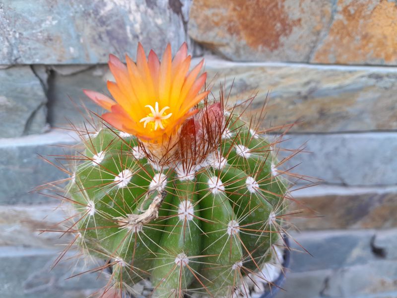 A photo of Parodia horstii