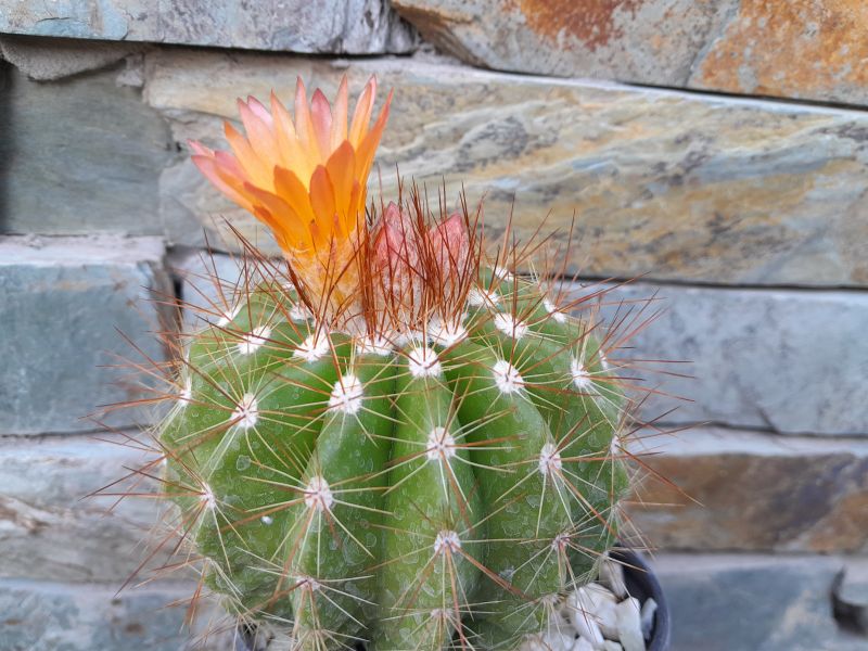 A photo of Parodia horstii