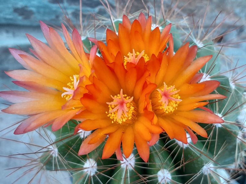 A photo of Parodia horstii