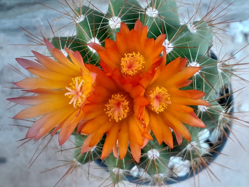 A photo of Parodia horstii