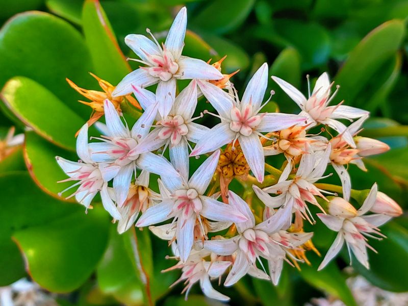 A photo of Crassula ovata