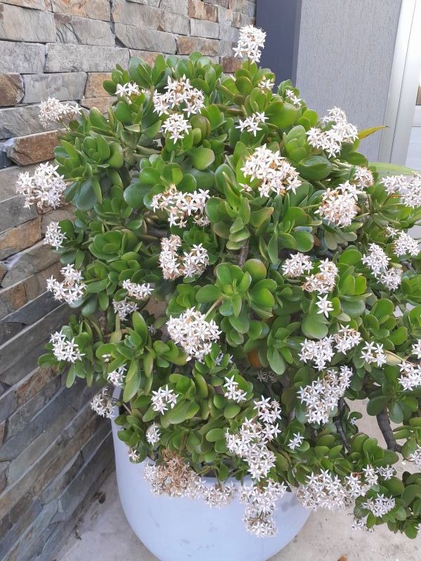 A photo of Crassula ovata