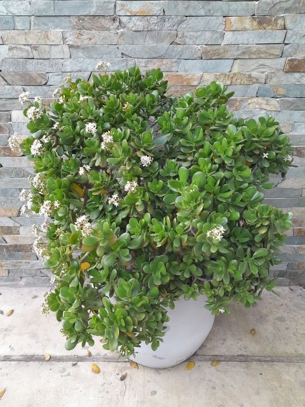 A photo of Crassula ovata