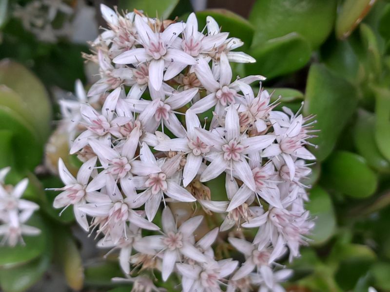 A photo of Crassula ovata