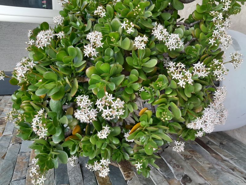 A photo of Crassula ovata