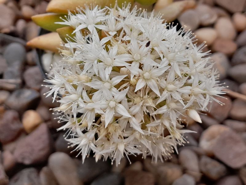 Una foto de Sedum adolphii