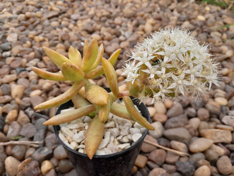 Una foto de Sedum adolphii