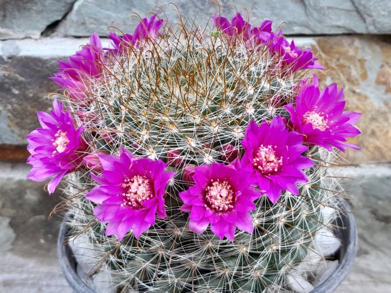 Una foto de Mammillaria zeilmanniana