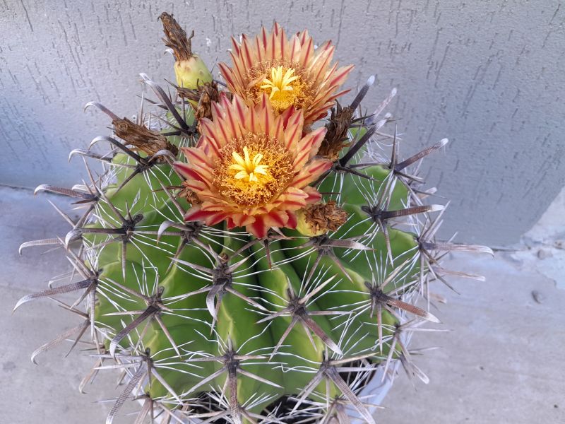 A photo of Ferocactus peninsulae var. townsendianus
